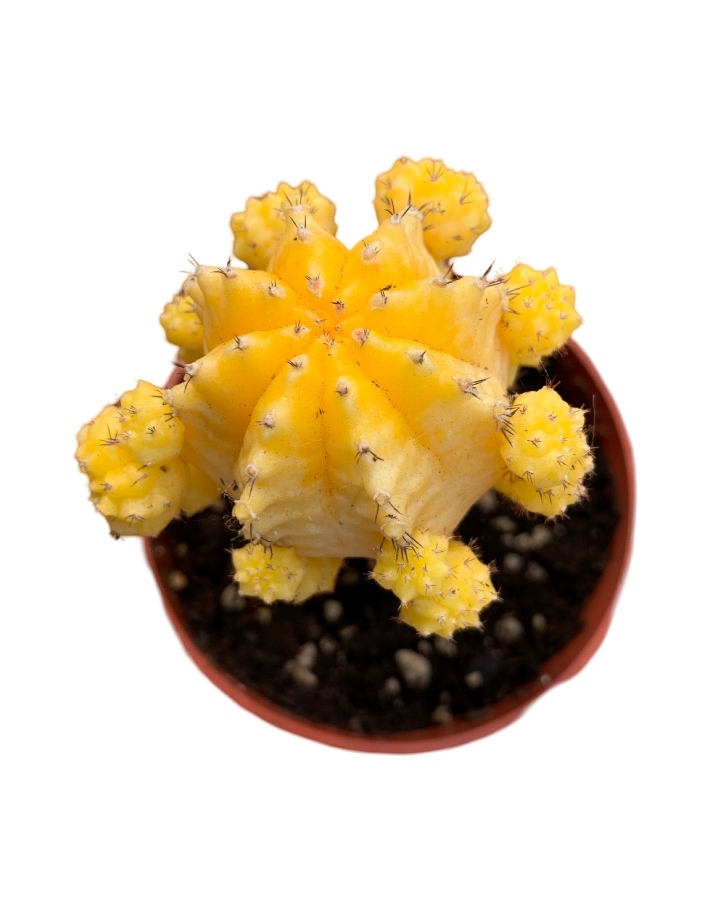 Gymnocalycium mihanovichii
