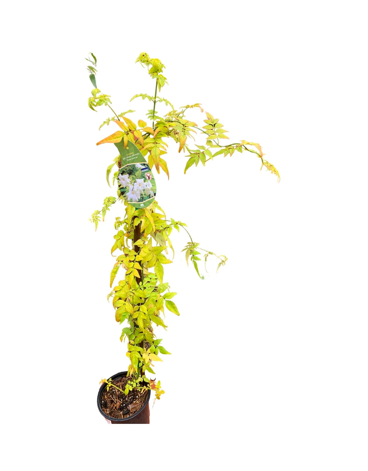 Jasminum officinale 'Fiona Sunrise' - The Garden Corner