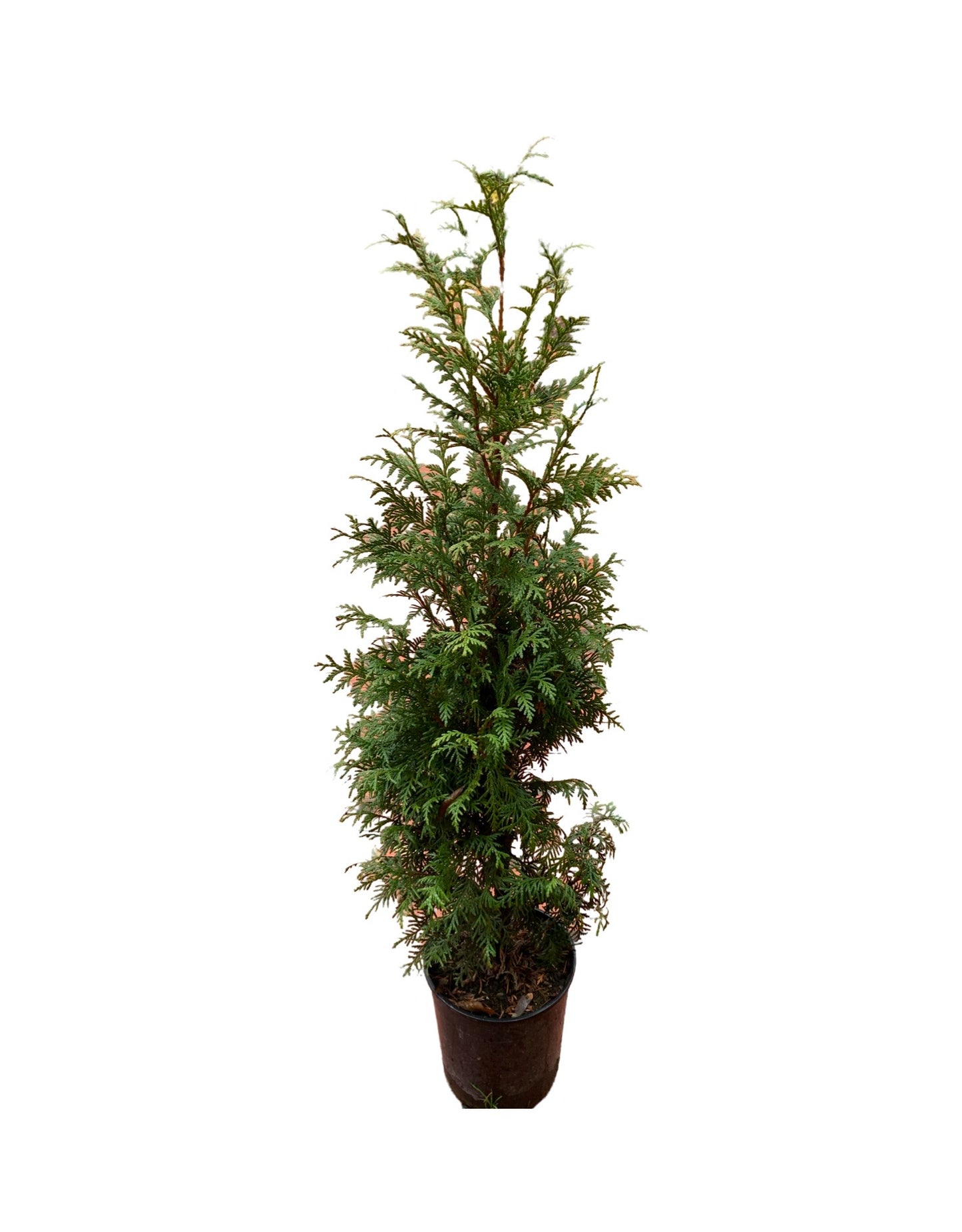 Thuja plicata 'Northern Spire'