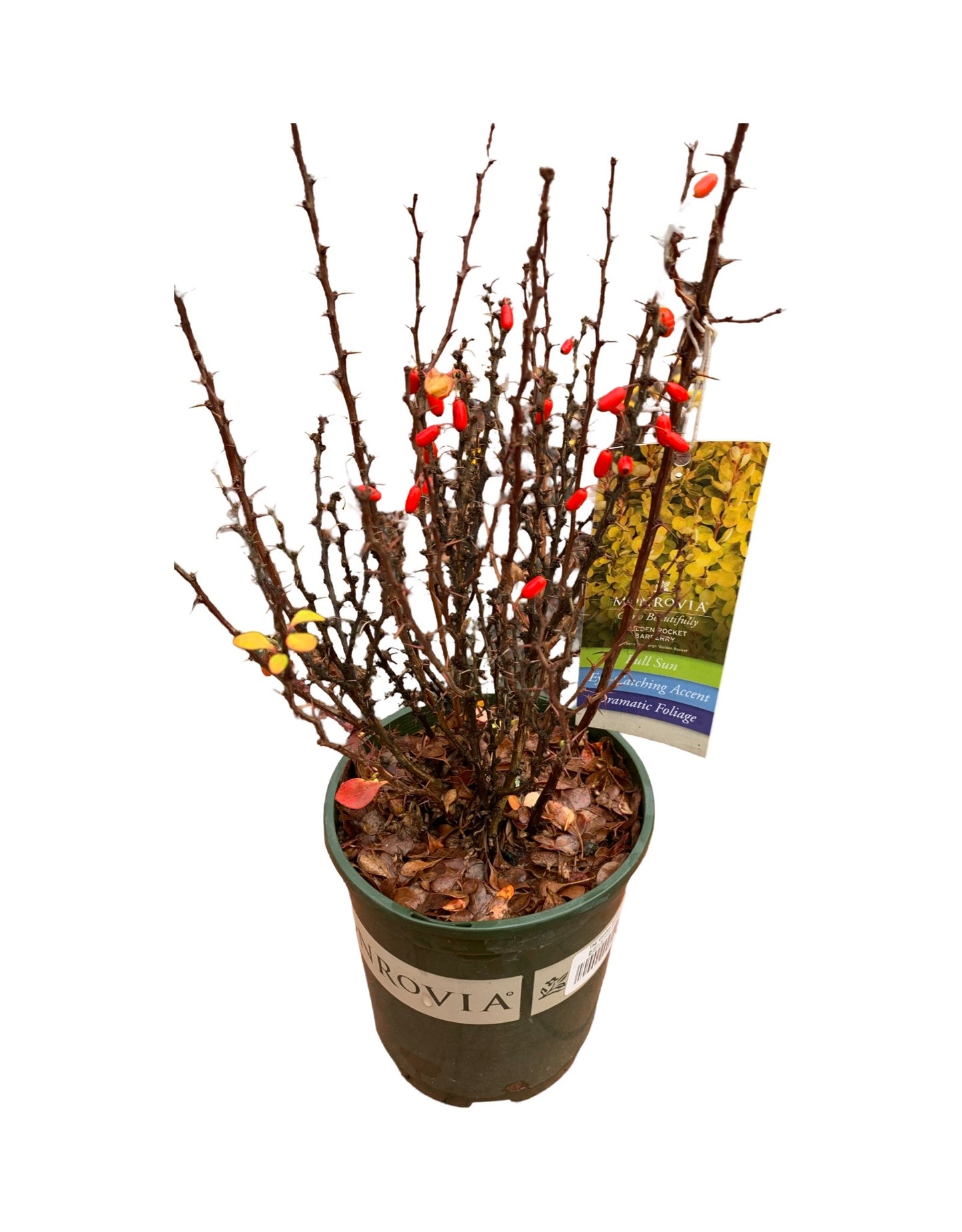 Berberis thunbergii 'Golden Rocket'