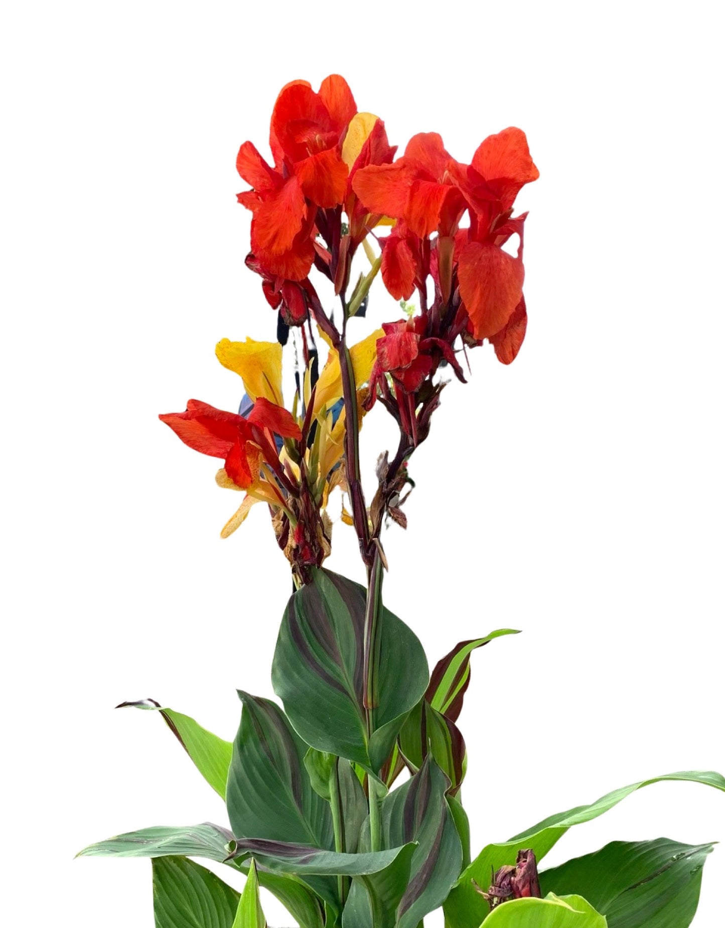 Canna 'Cleopatra' - The Garden Corner