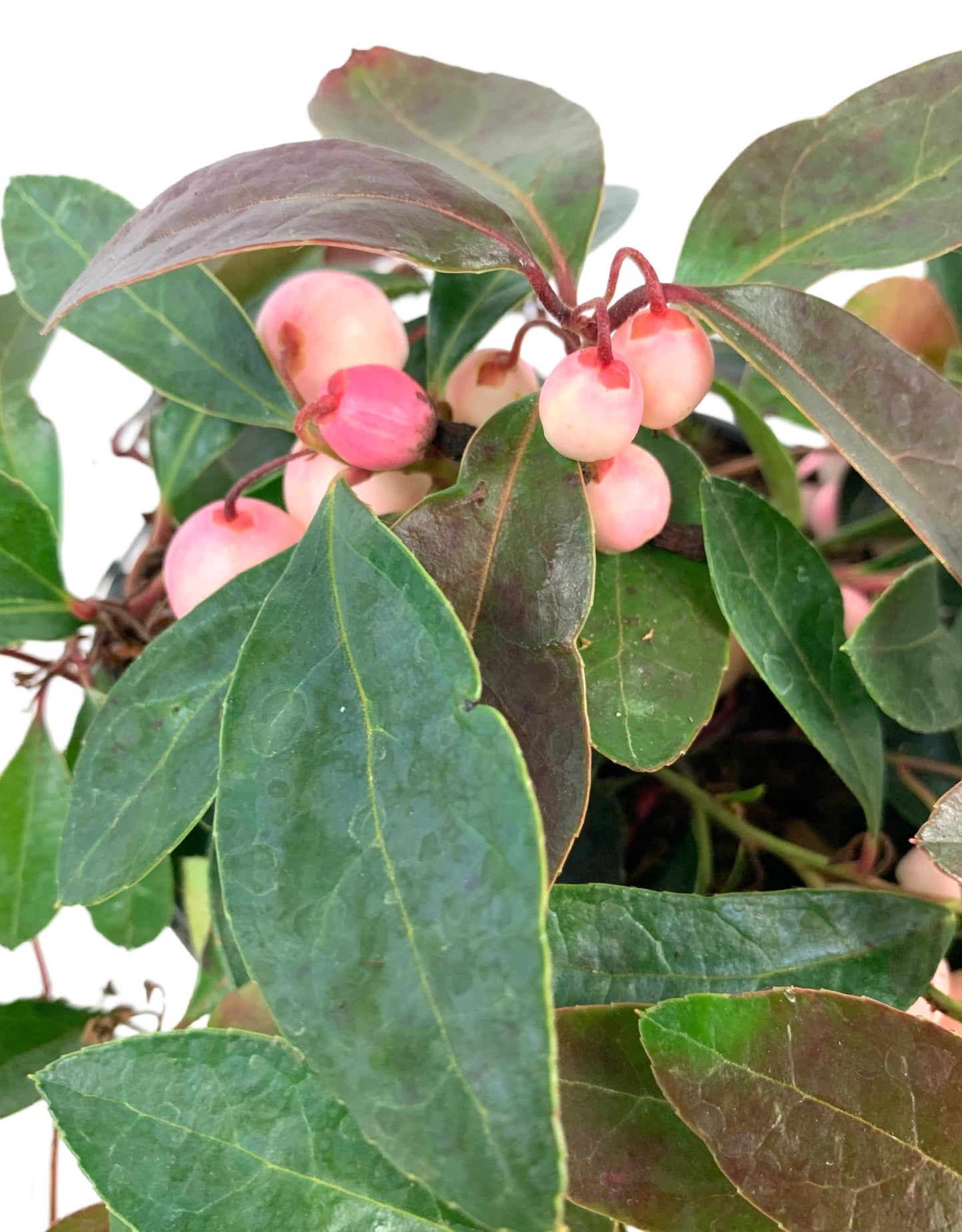 Gaultheria procumbens 'Winter Fiesta' - The Garden Corner