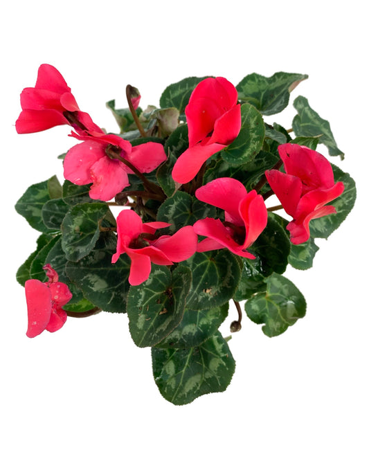 Cyclamen 'SuperSerie Allure Neon Pink' - The Garden Corner