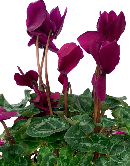 Cyclamen 'Elegante Dark Violet' - The Garden Corner