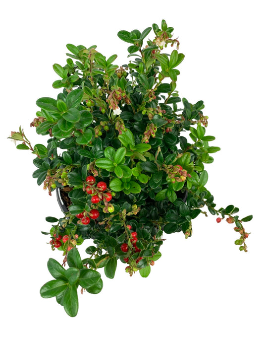 Vaccinium vitis - idaea 'Red Candy' - The Garden Corner