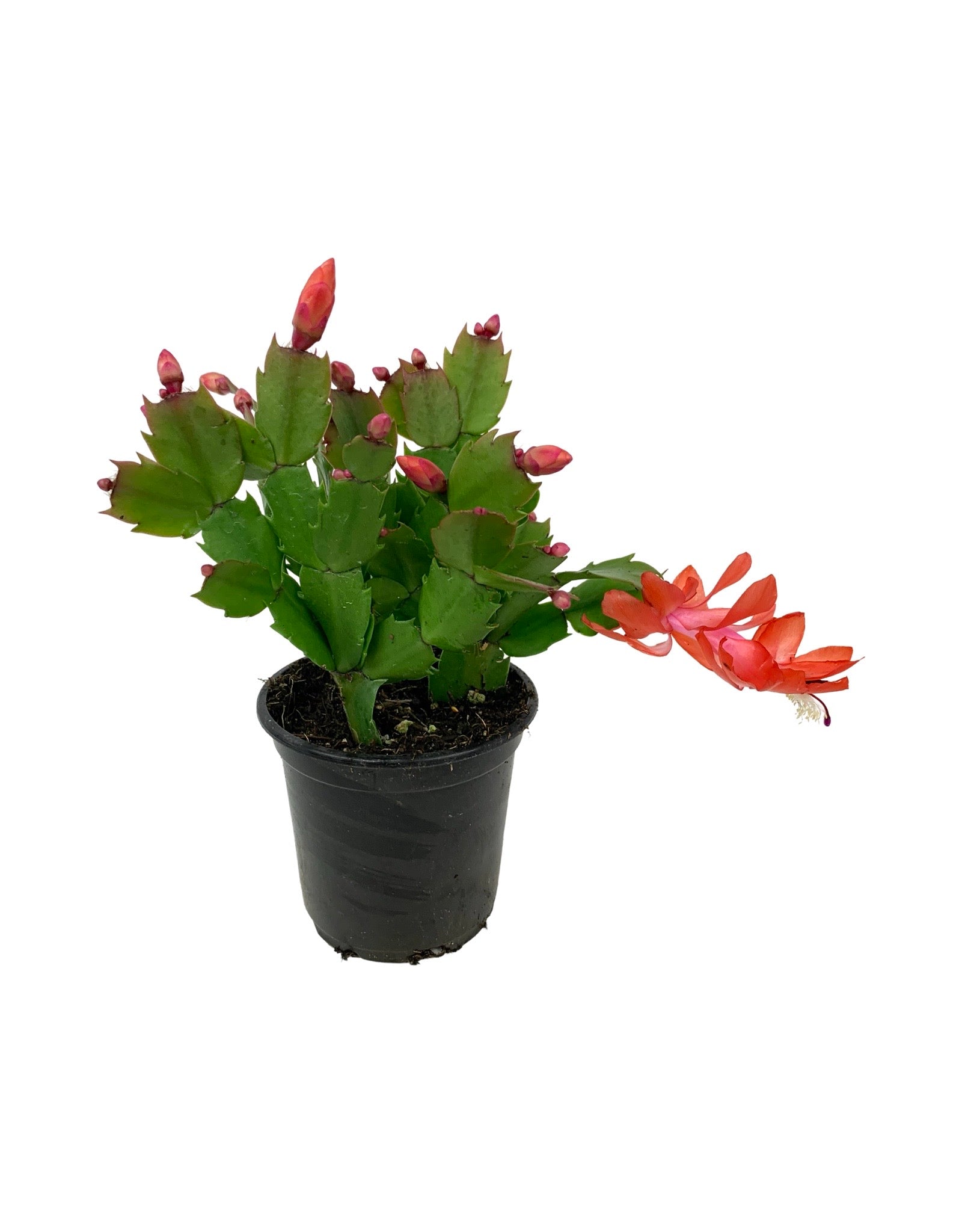 schlumbergera succulents Schlumbergera 'Red Flame' – The Garden Corner