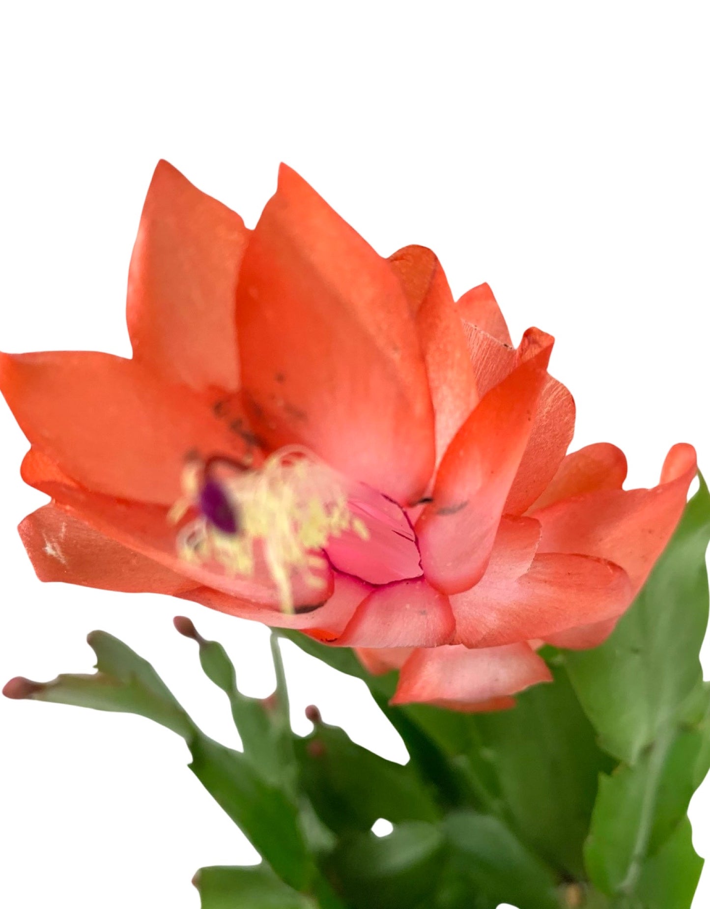 Schlumbergera 'Red Flame' - The Garden Corner