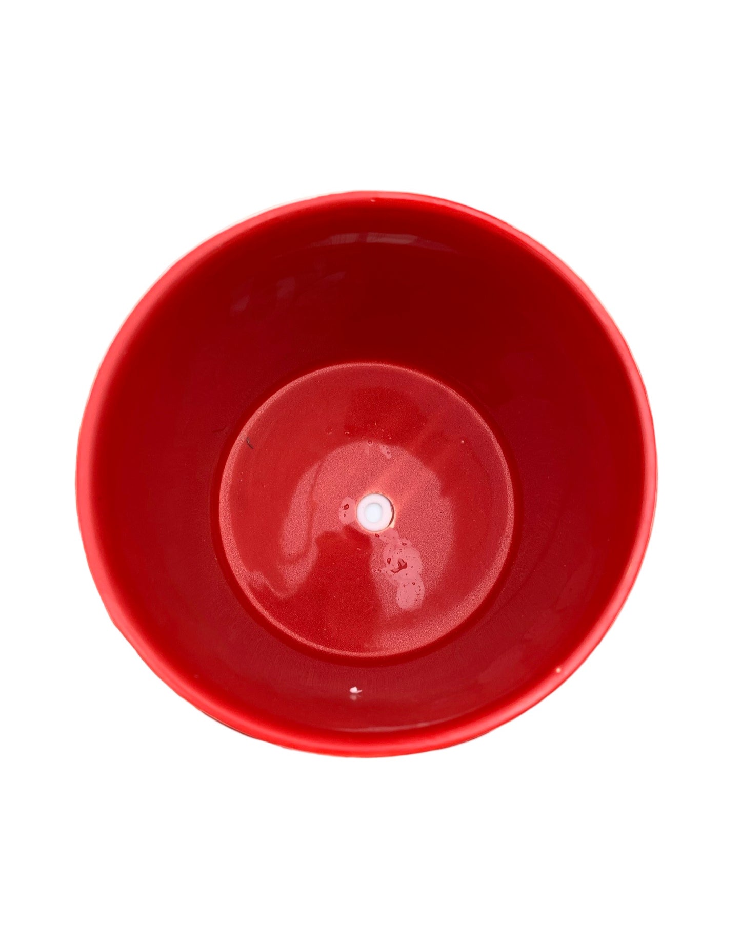 Cactus w/Christmas Lights Pot - The Garden Corner