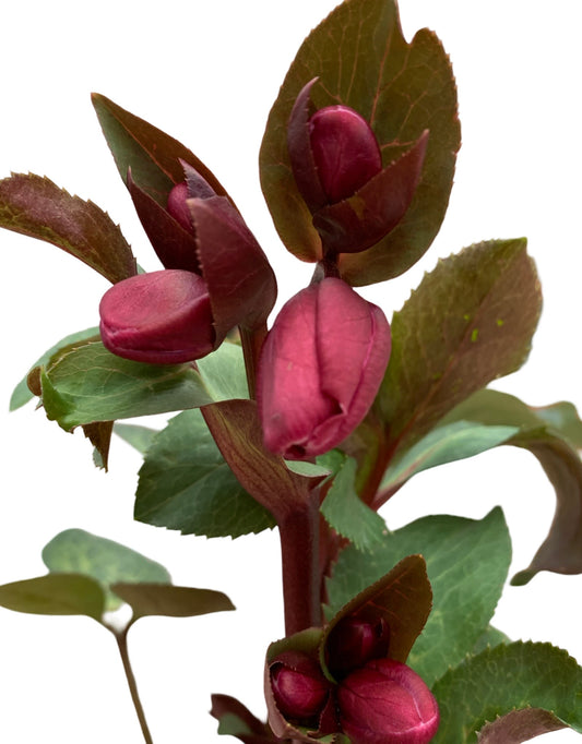 Helleborus 'Anna's Red' - The Garden Corner
