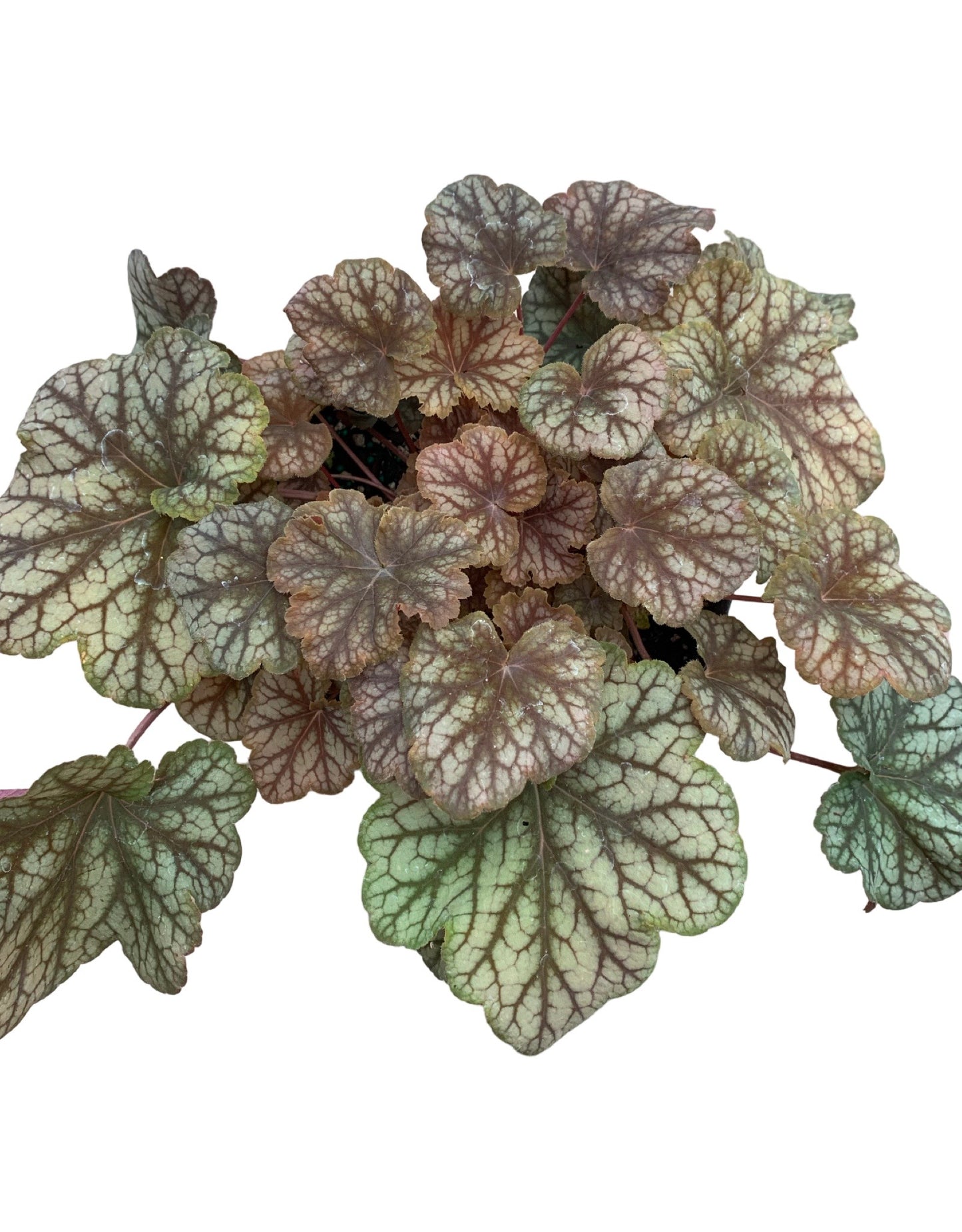 Heuchera 'Changeling' - The Garden Corner