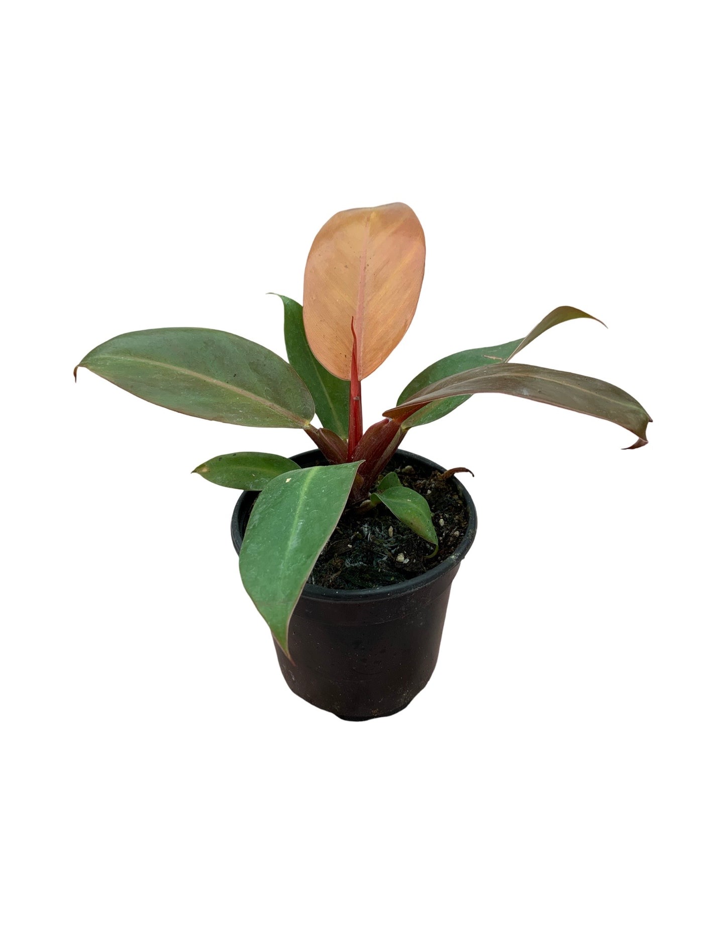 Philodendron 'Prince of Orange'