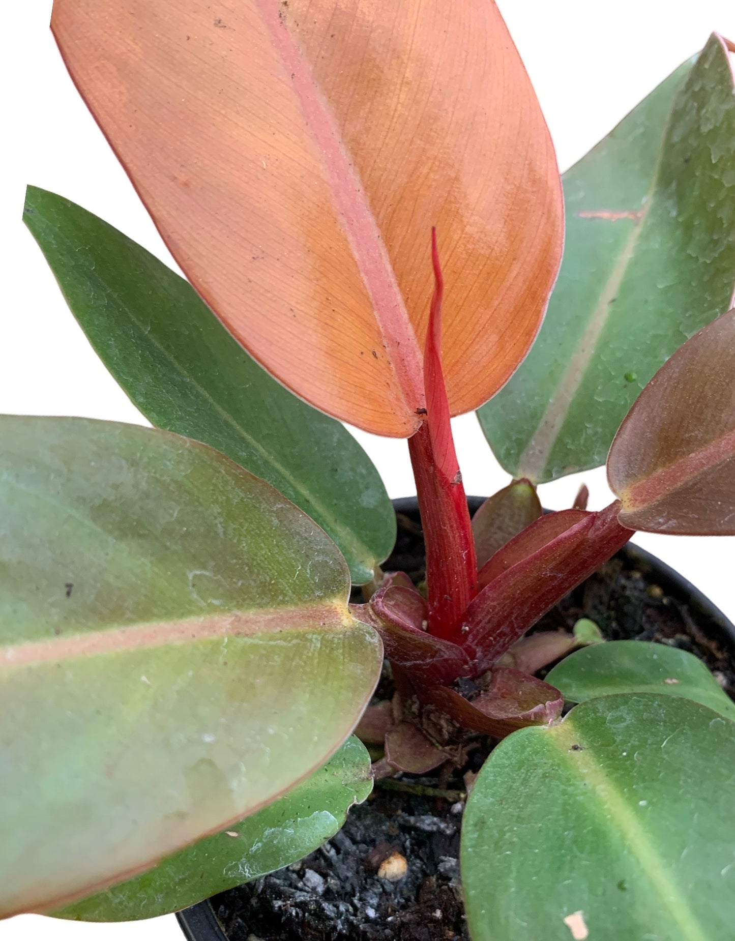 Philodendron 'Prince of Orange' - The Garden Corner