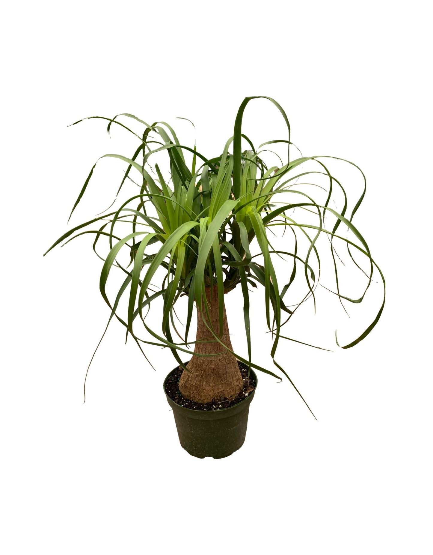 Beaucarnea recurvata - The Garden Corner