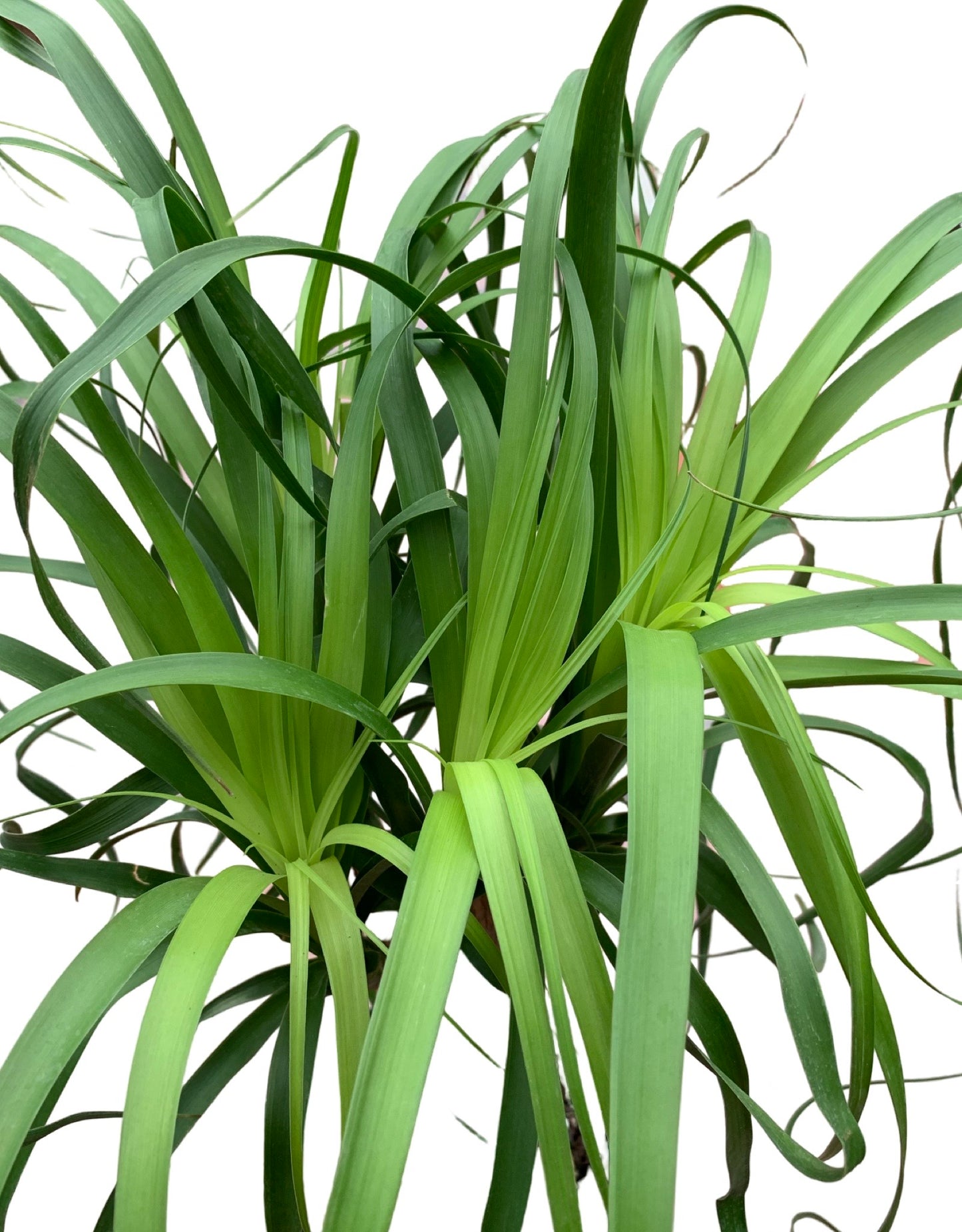 Beaucarnea recurvata - The Garden Corner