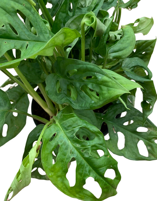 Monstera adansonii - The Garden Corner