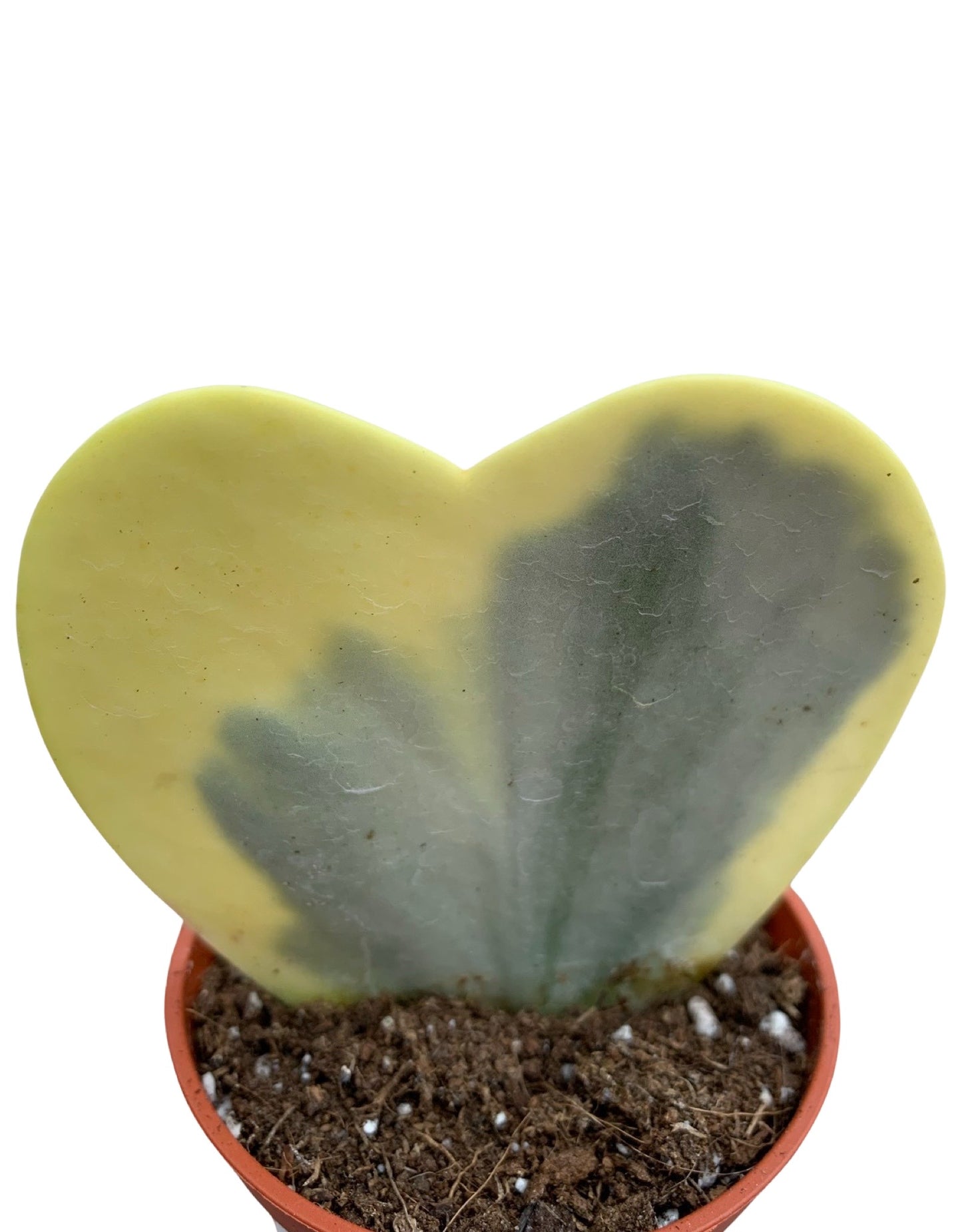 Hoya kerrii 'Variegata' - The Garden Corner