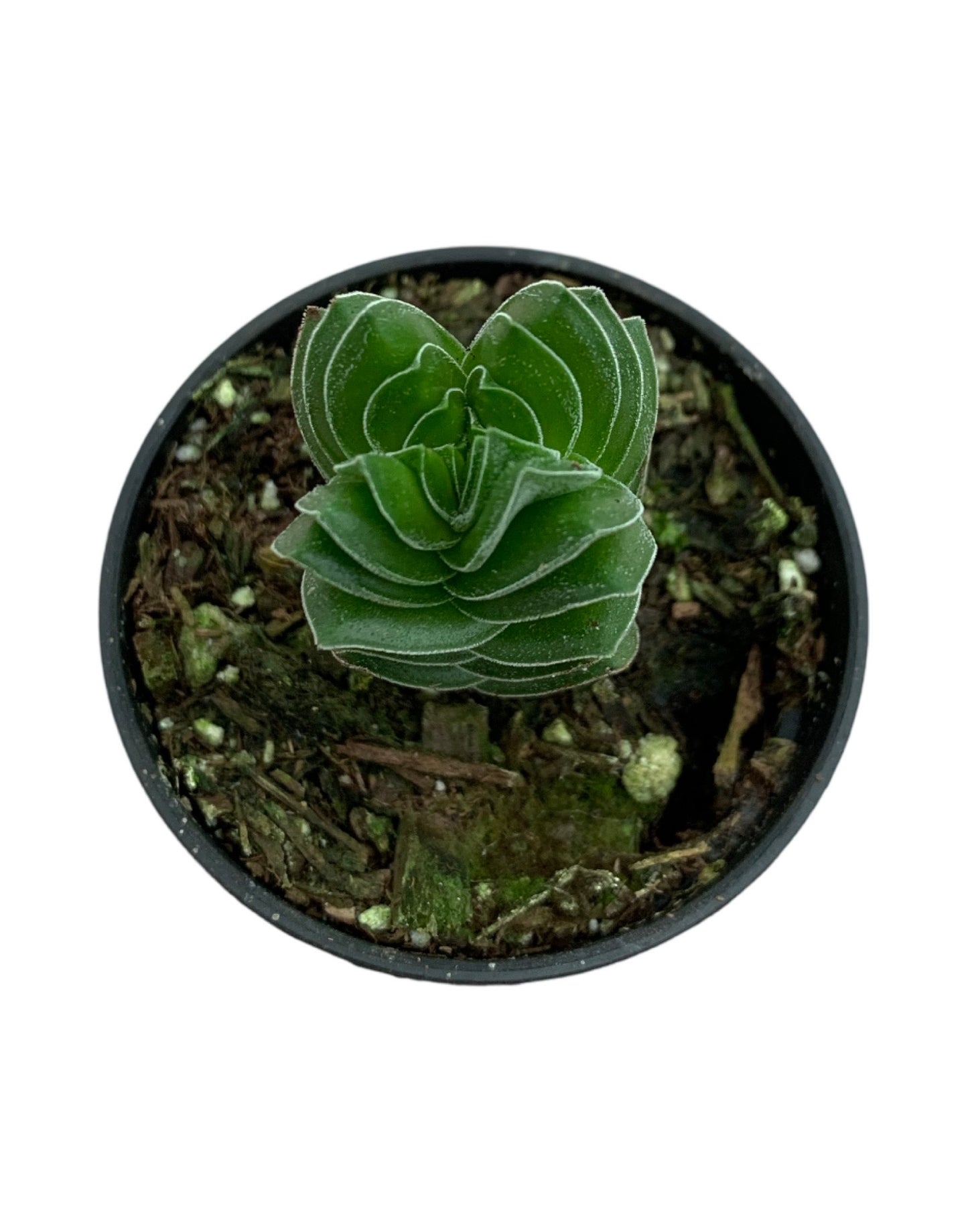 Crassula pyramidalis 'Buddha's Temple' - The Garden Corner