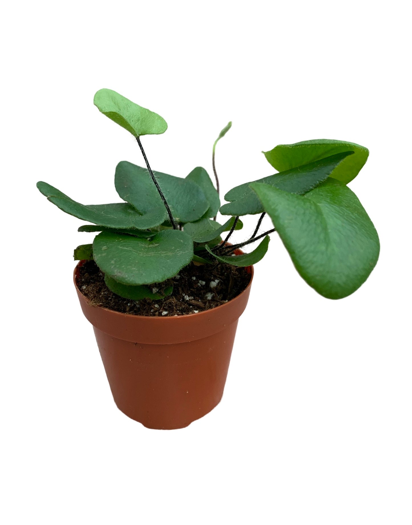 Hemionitis arifolia - The Garden Corner