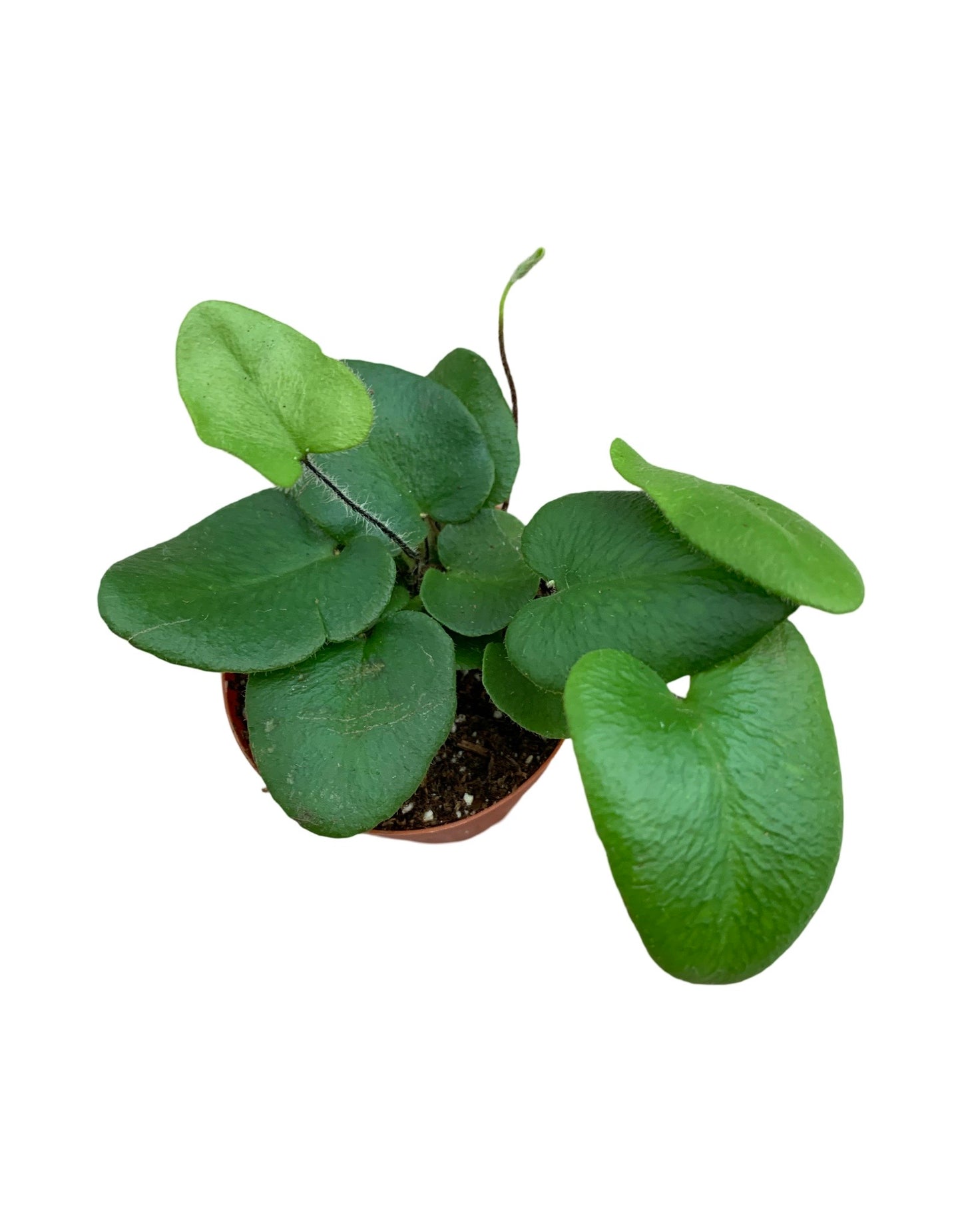 Hemionitis arifolia - The Garden Corner