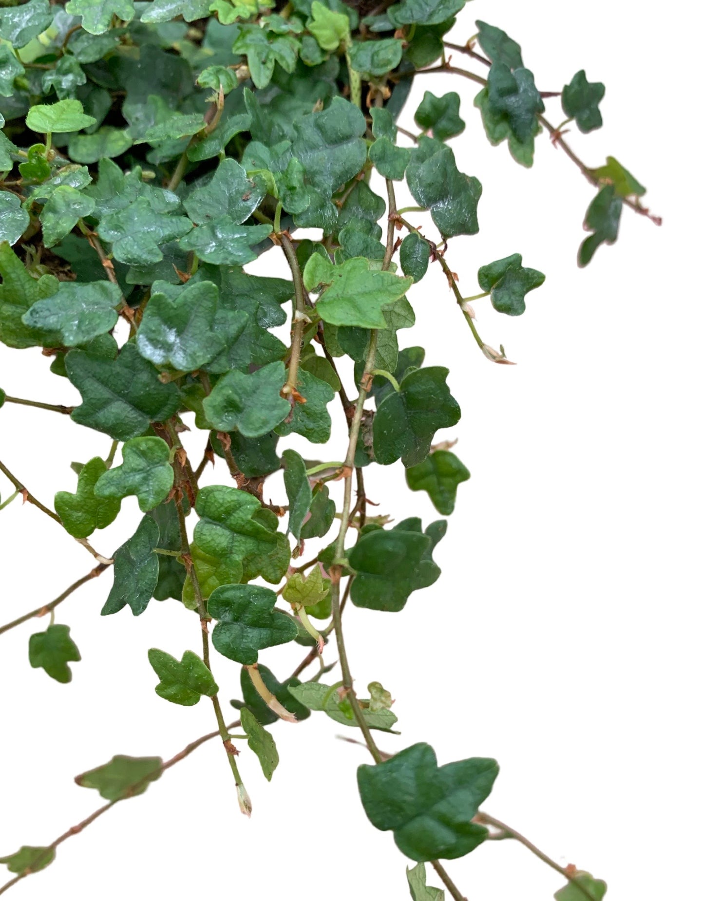 Ficus pumila var. quercifolia - The Garden Corner
