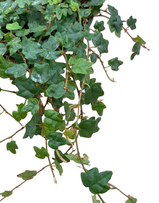 Ficus pumila var. quercifolia - The Garden Corner