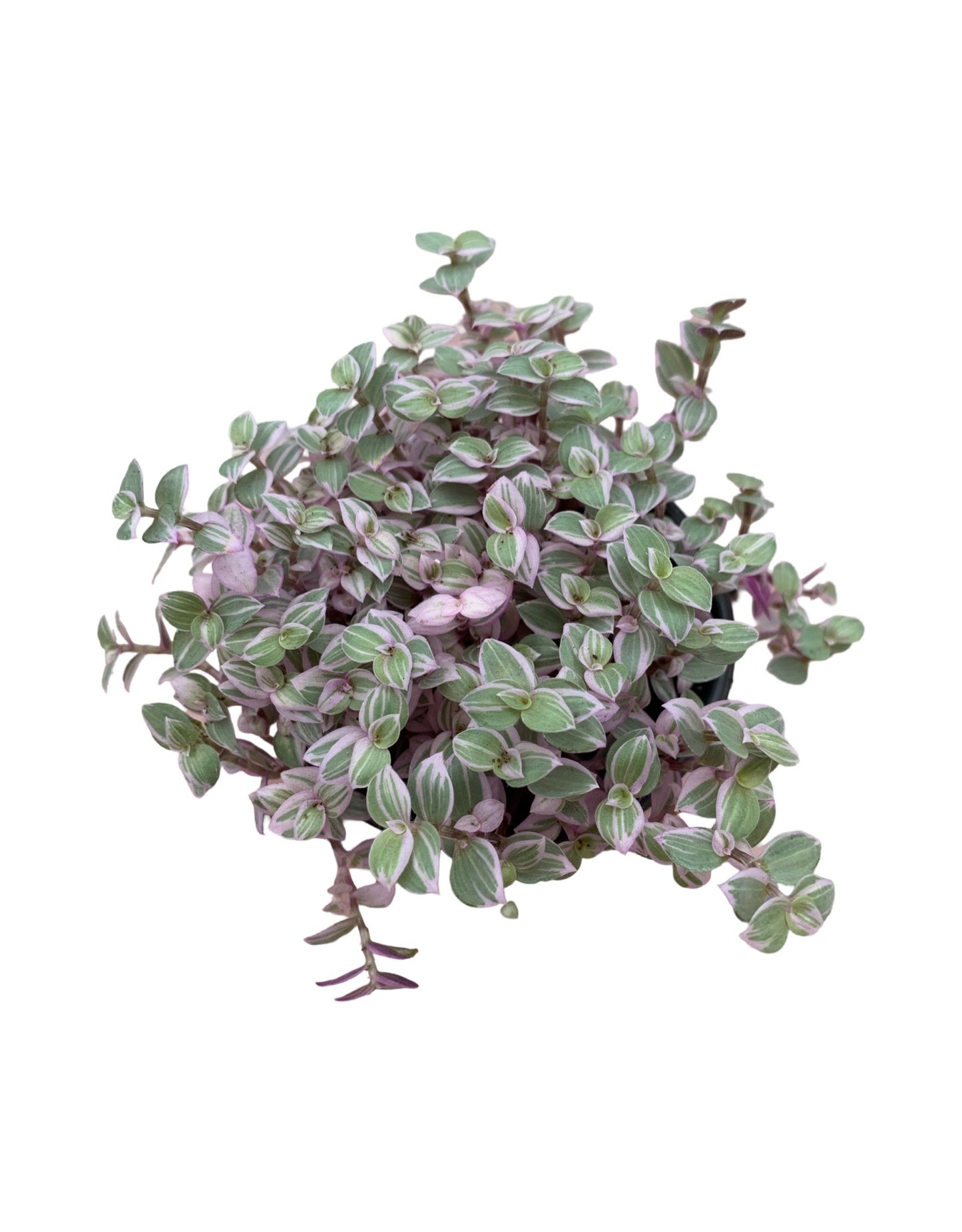 Callisia repens 'Pink Panther' - The Garden Corner