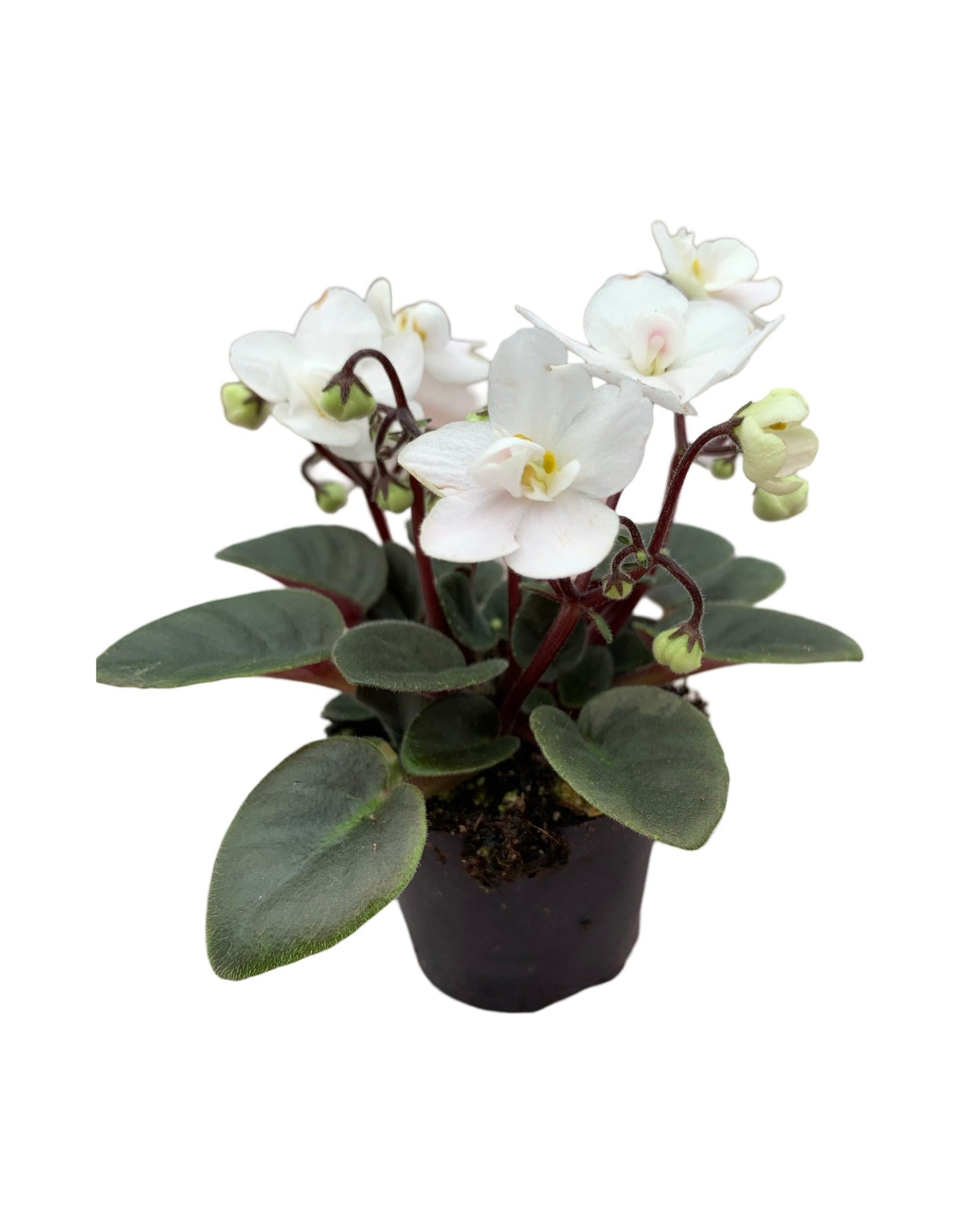 Saintpaulia ionantha - The Garden Corner