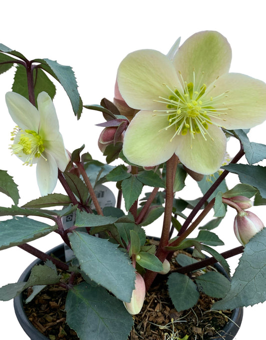 Helleborus x ericsmithii 'Monte Christo' - The Garden Corner