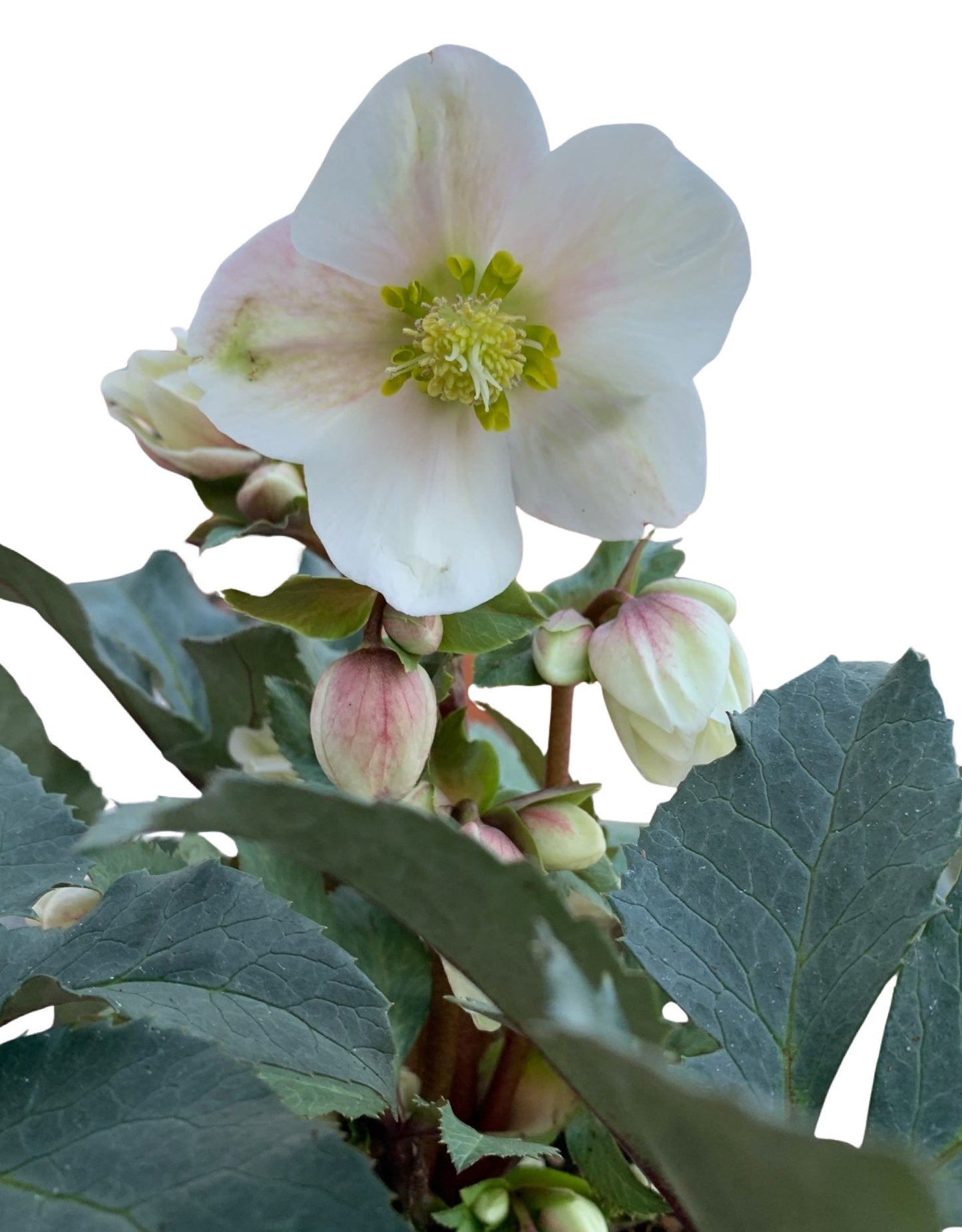 Helleborus x ericsmithii 'Shooting Star' - The Garden Corner