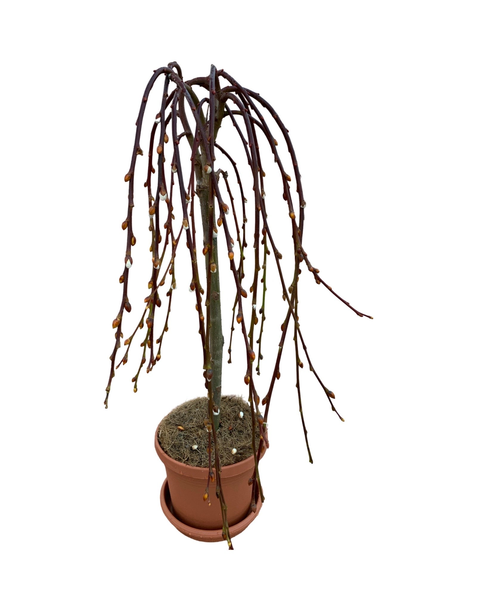weeping willow potted plant Salix caprea 'Pendula' – The Garden Corner