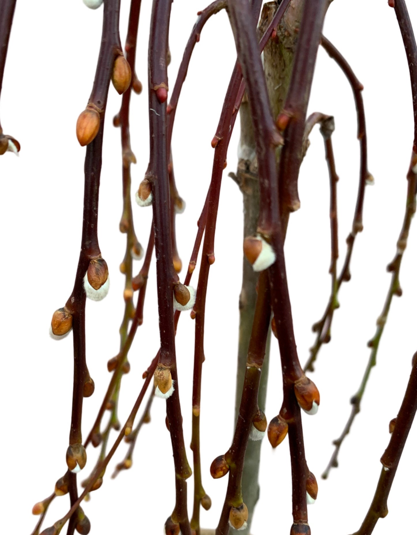 Salix caprea 'Pendula' - The Garden Corner