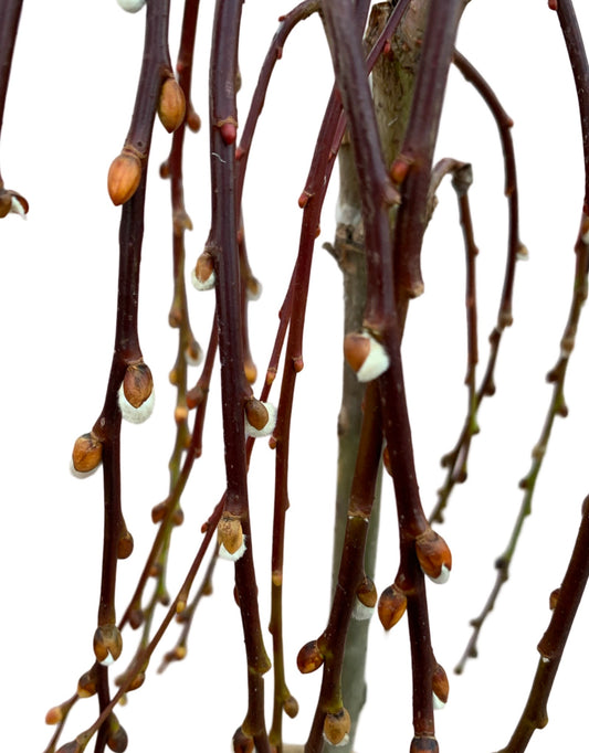 Salix caprea 'Pendula' - The Garden Corner