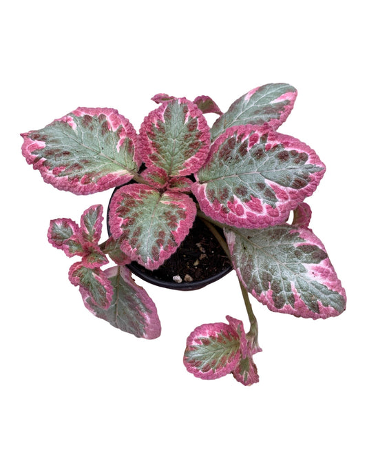 Episcia cupreata 'Cleopatra' - The Garden Corner