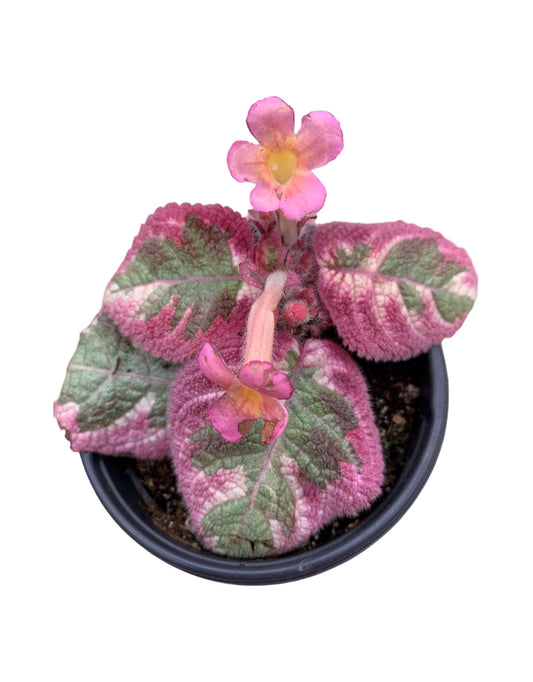Episcia 'Diana' - The Garden Corner