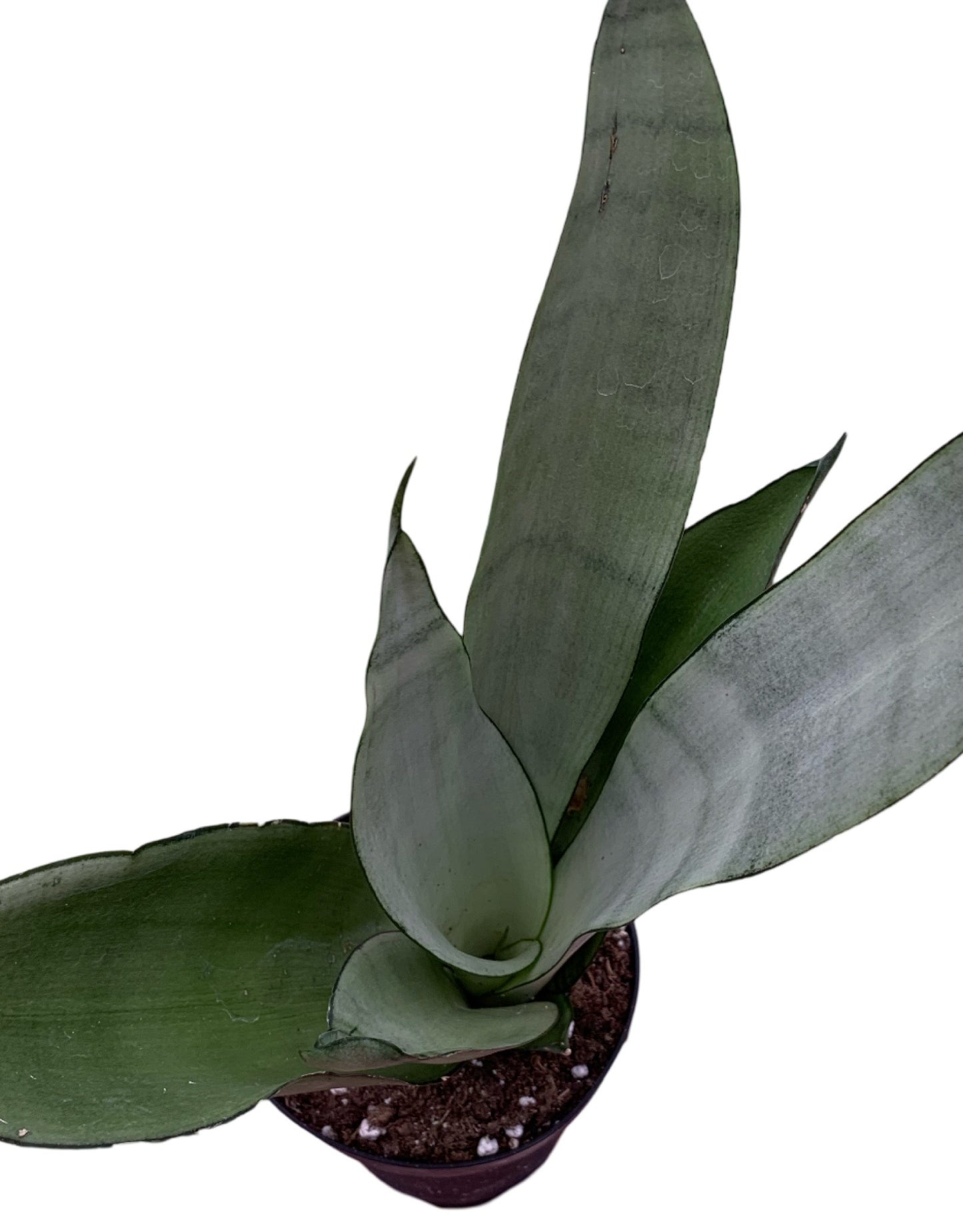 Sansevieria trifasciata 'Moonshine' - The Garden Corner