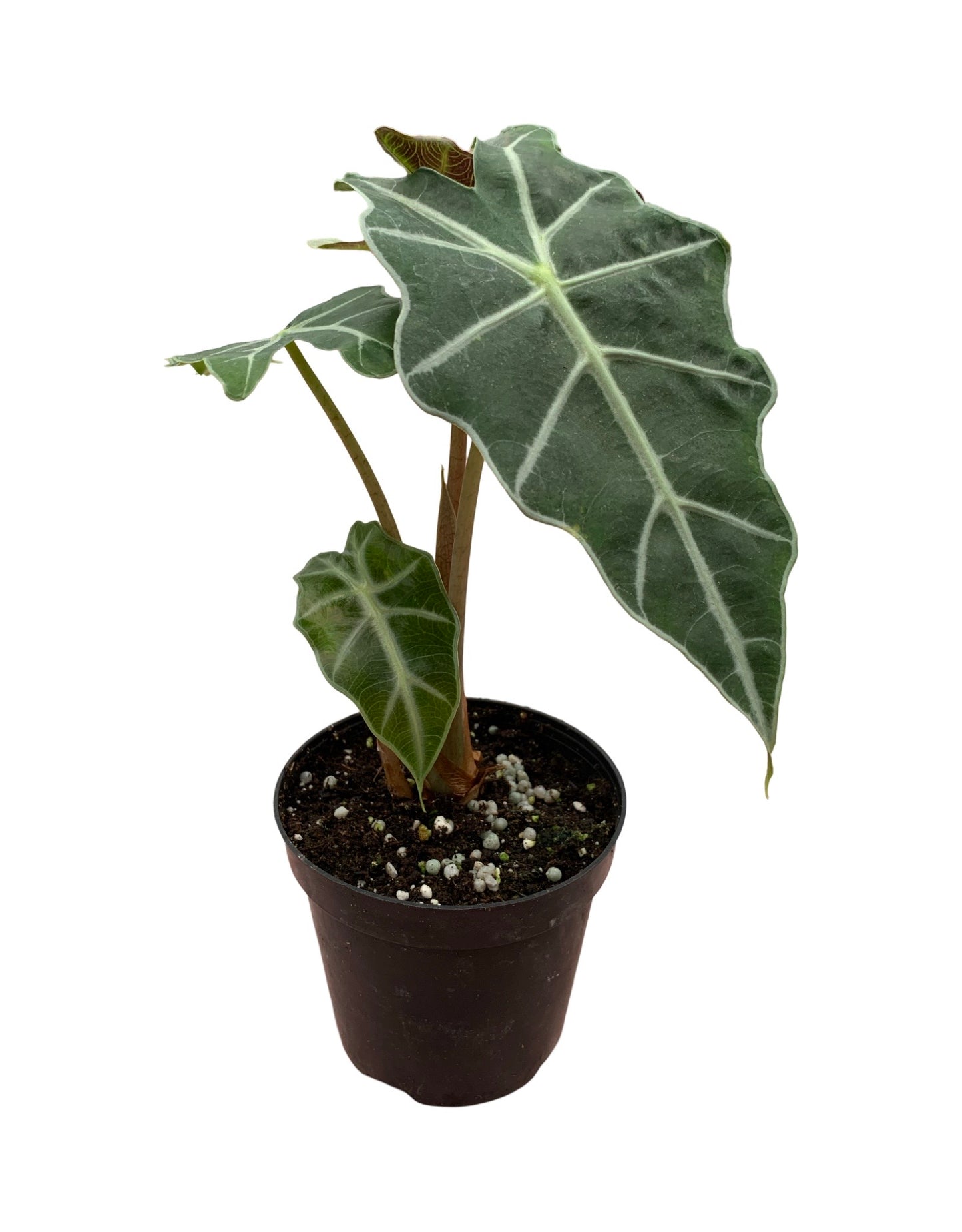 Alocasia amazonica 'Polly' - House Plants