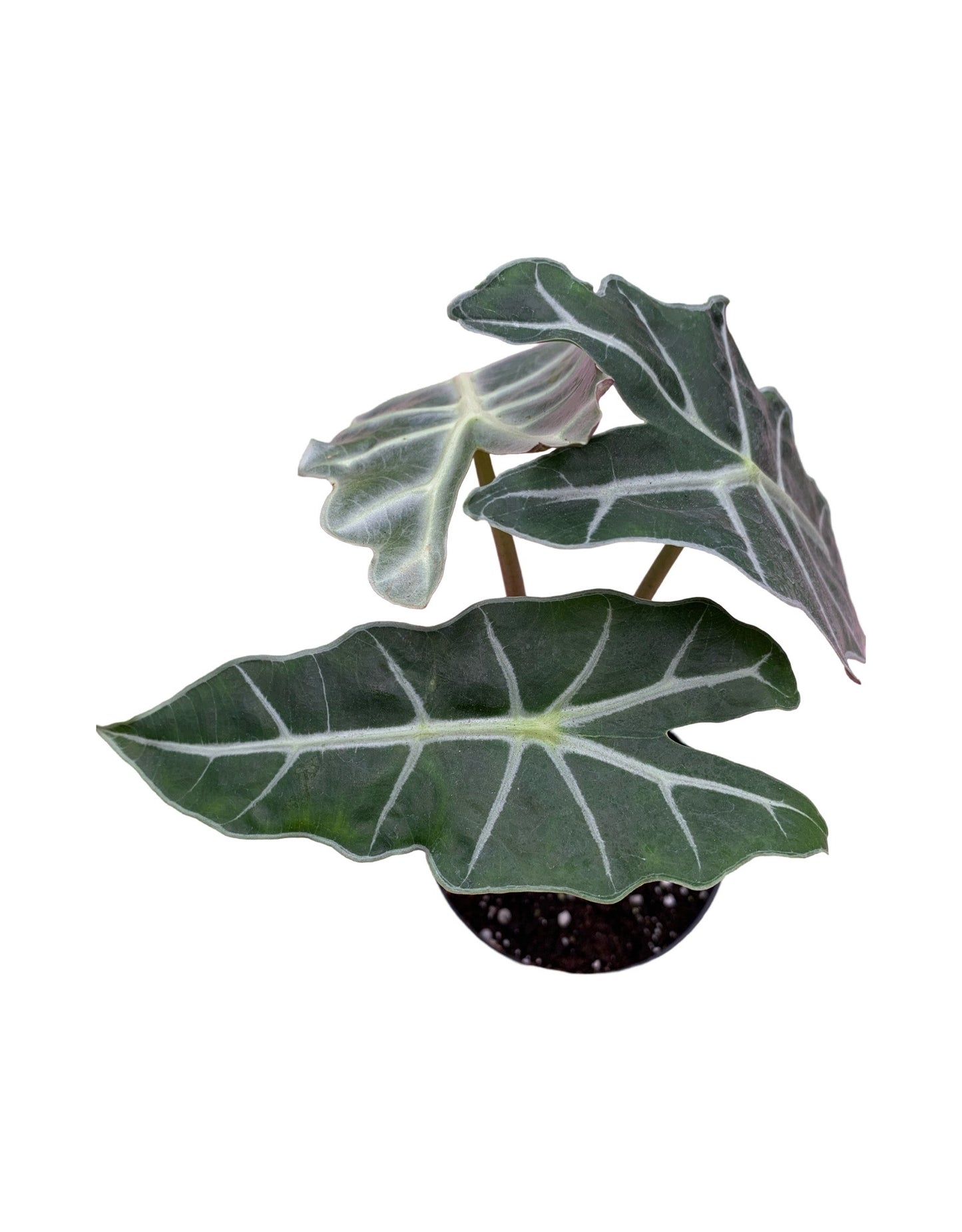 Alocasia amazonica 'Polly' - The Garden Corner