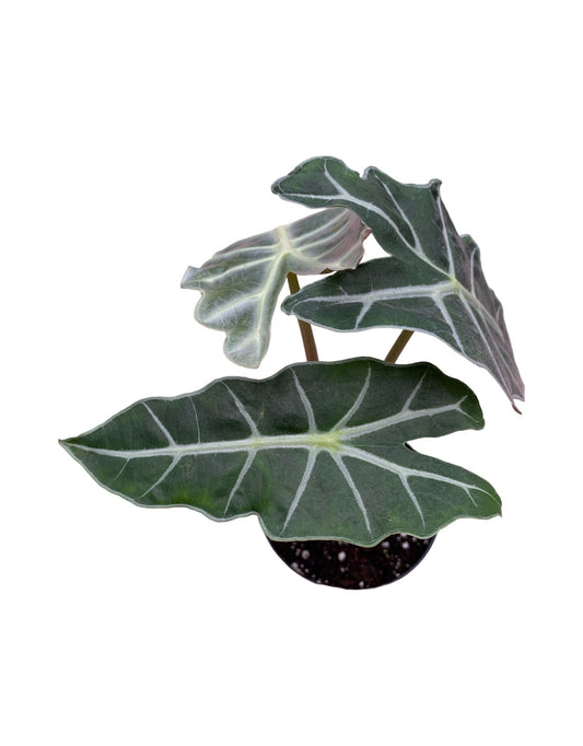 Alocasia amazonica 'Polly' - The Garden Corner