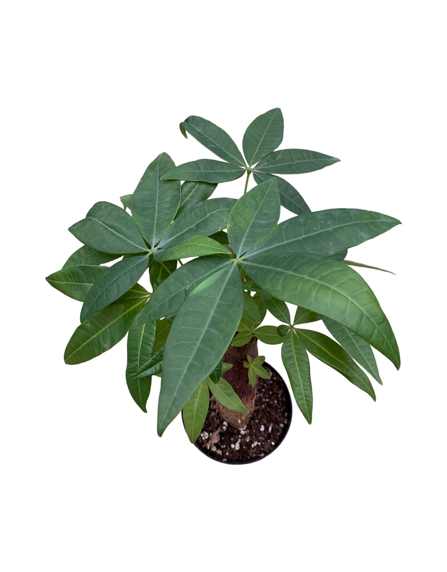 Pachira aquatica stump - The Garden Corner