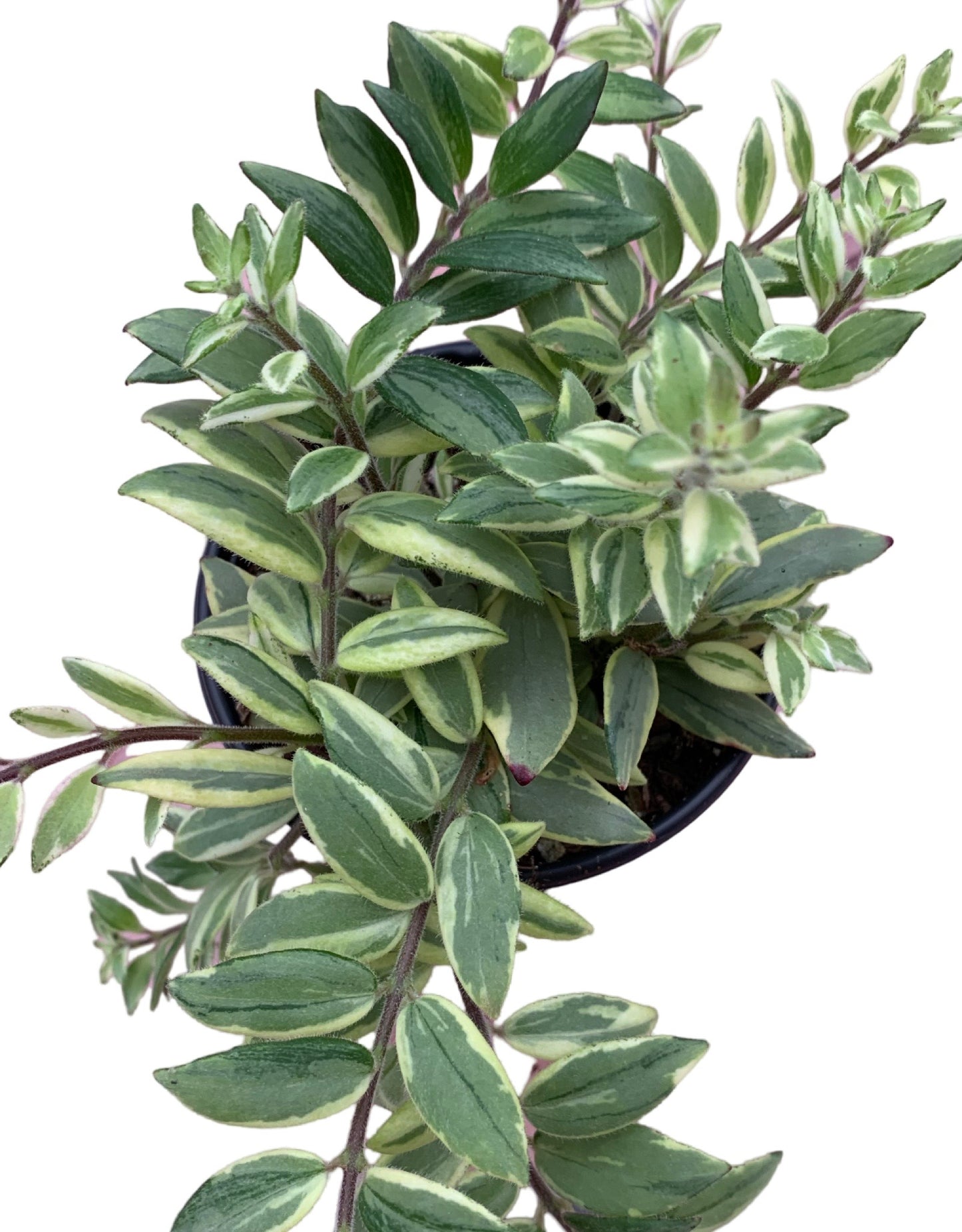 Aeschynanthus 'Bolero Bicolore' - The Garden Corner