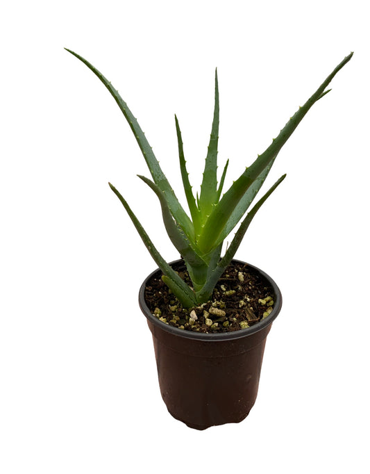 Aloe 'Blue Elf' - The Garden Corner