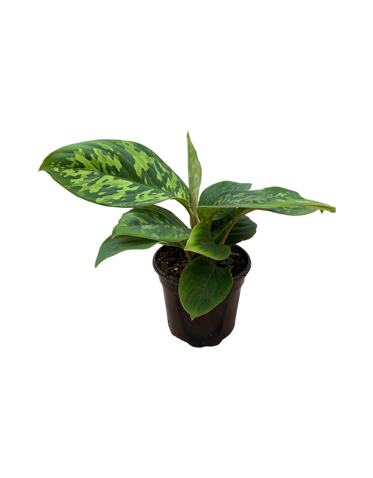 Homalomena wallisii 'Camouflage' - House Plants