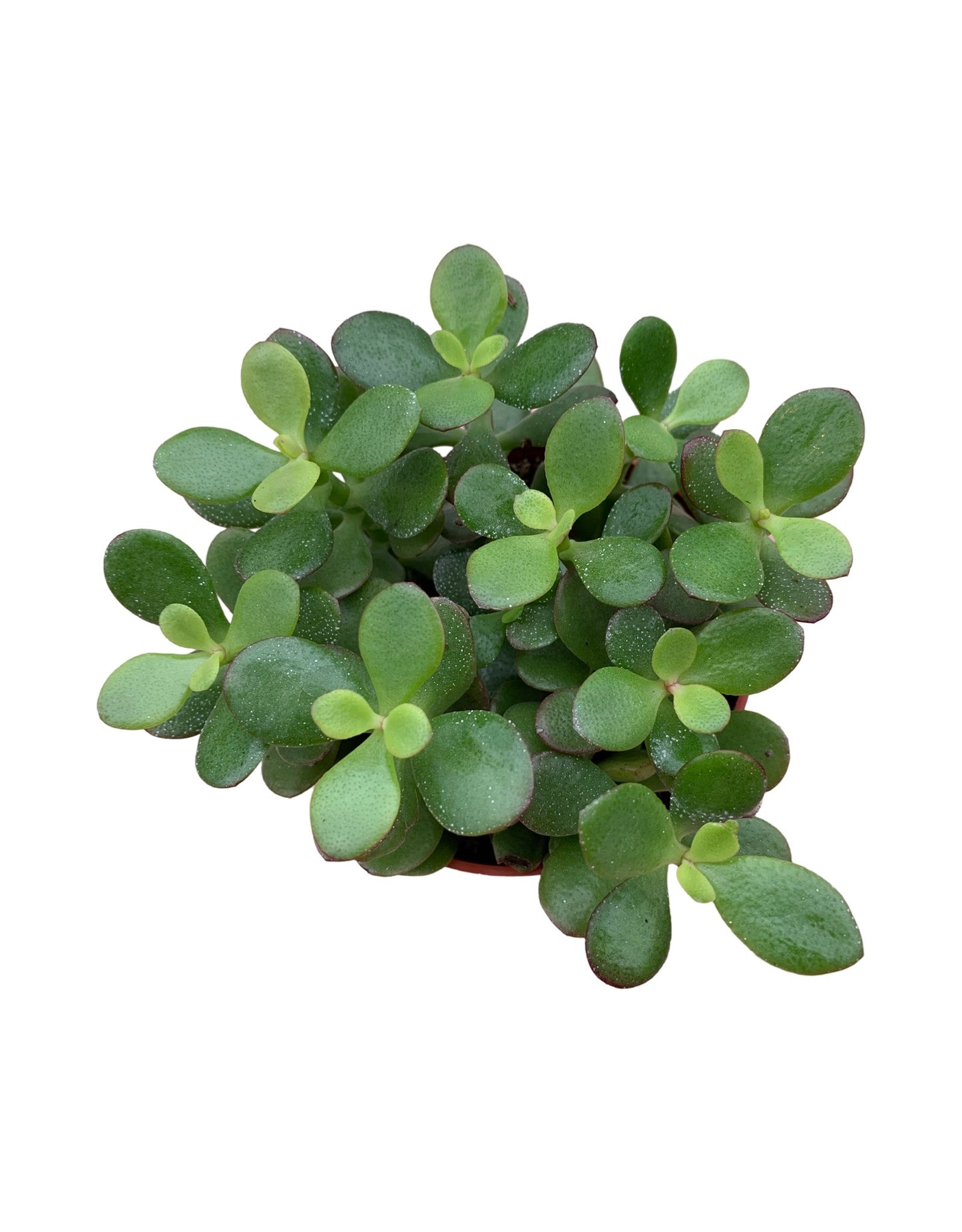 Crassula ovata 'Crosby's Compact - The Garden Corner