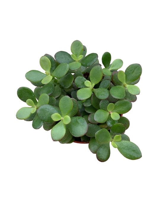 Crassula ovata 'Crosby's Compact - The Garden Corner