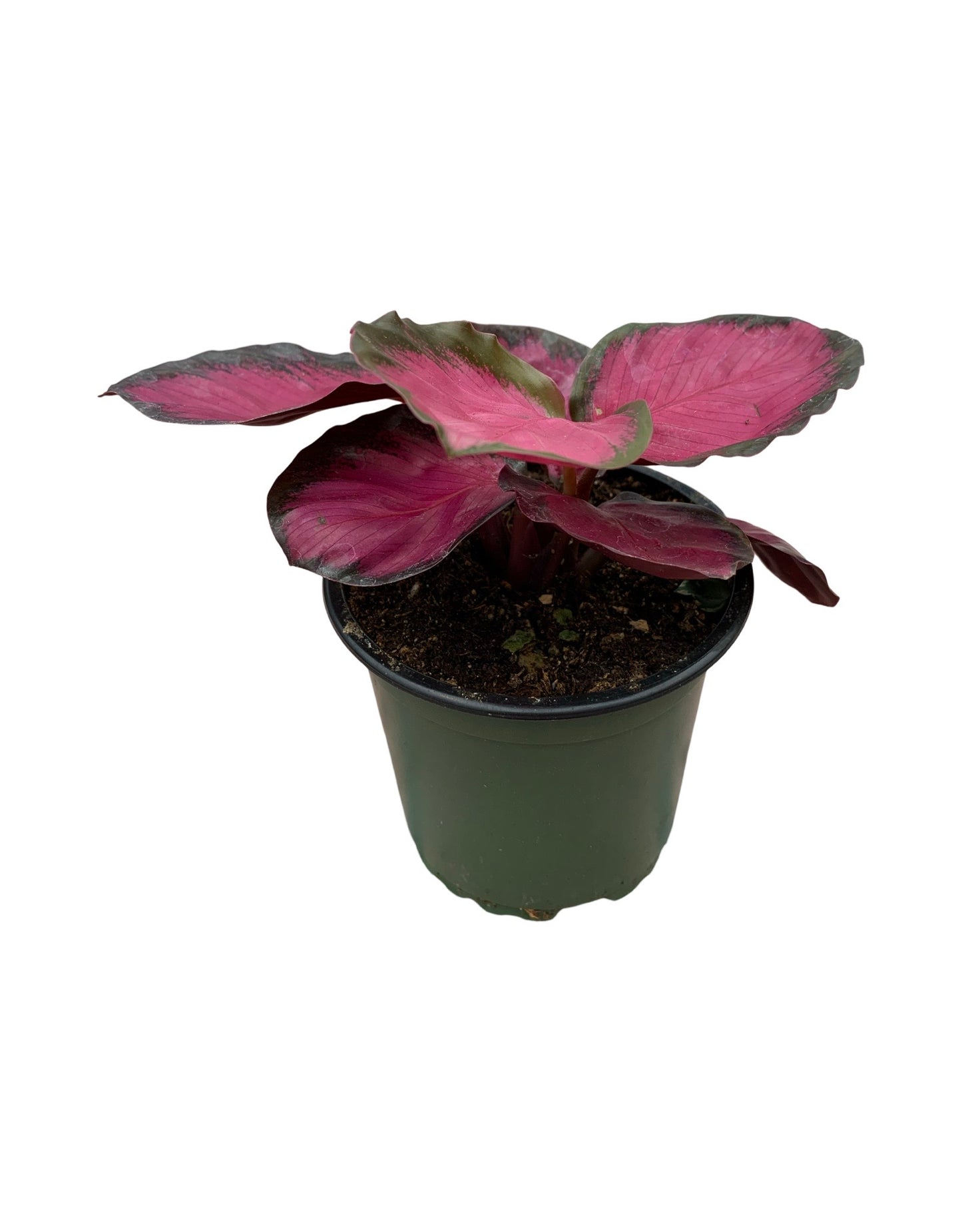 Calathea roseopicta 'Rosy'