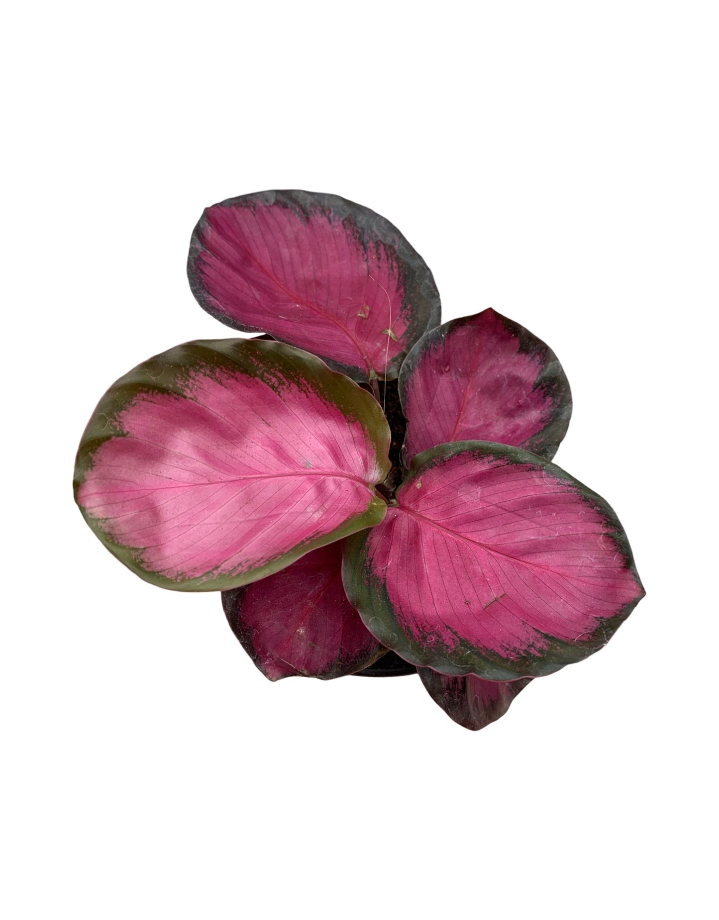 Calathea roseopicta 'Rosy'