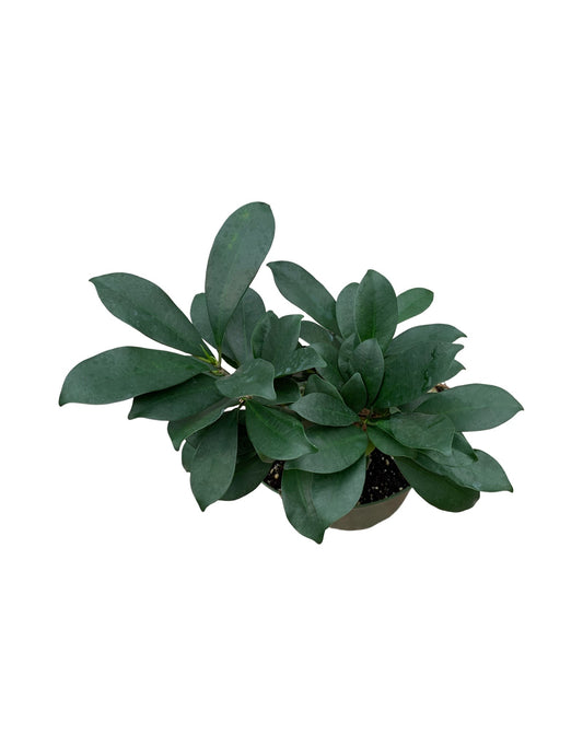 Ficus retusa - The Garden Corner