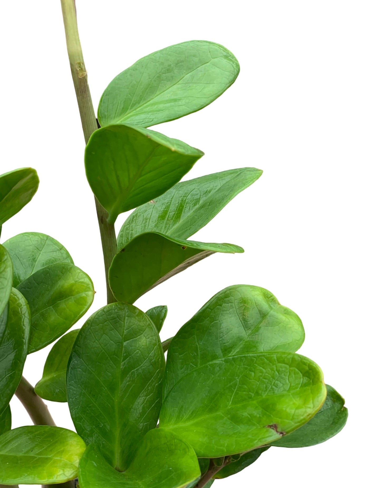 Zamioculcus zamifolia 'Lucky' - The Garden Corner