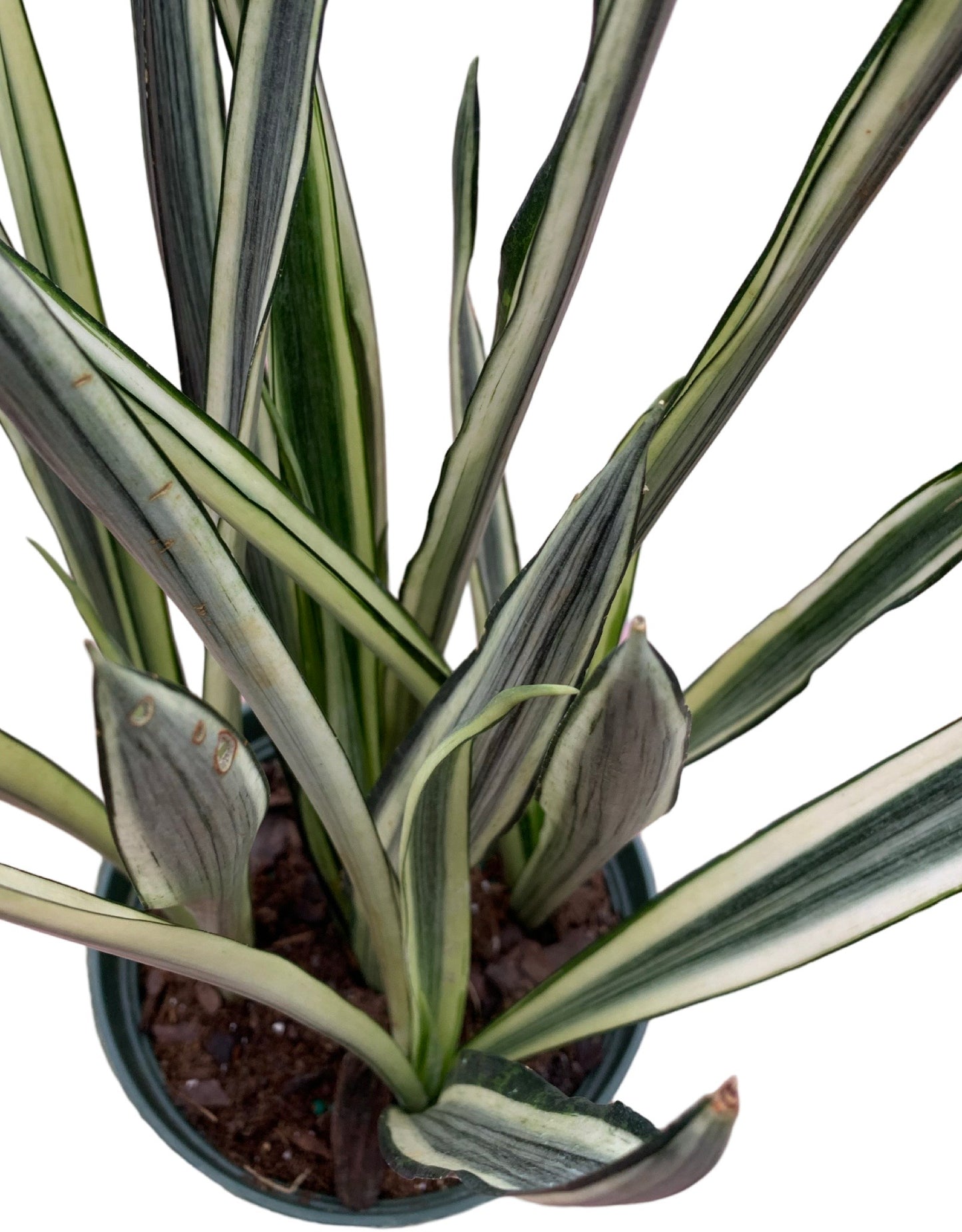 Sansevieria Bantel's Sensation - The Garden Corner