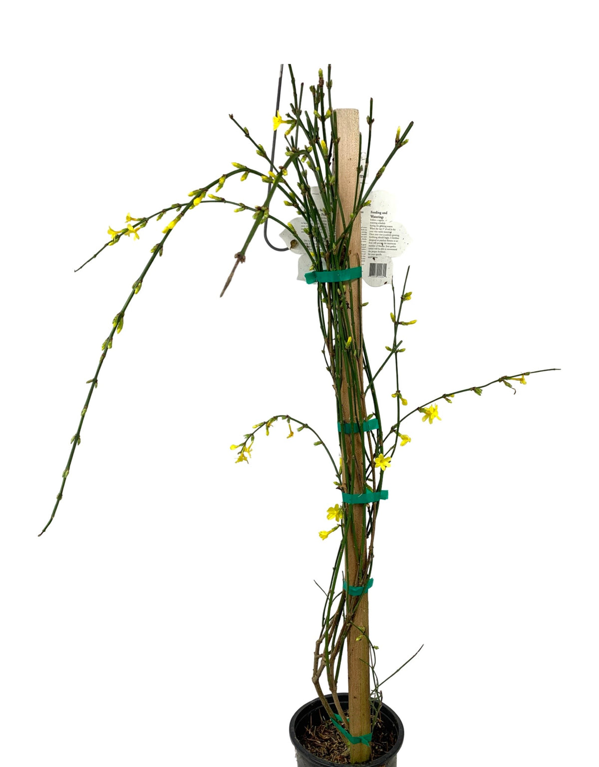 Jasminum nudiflorum - Shrubs